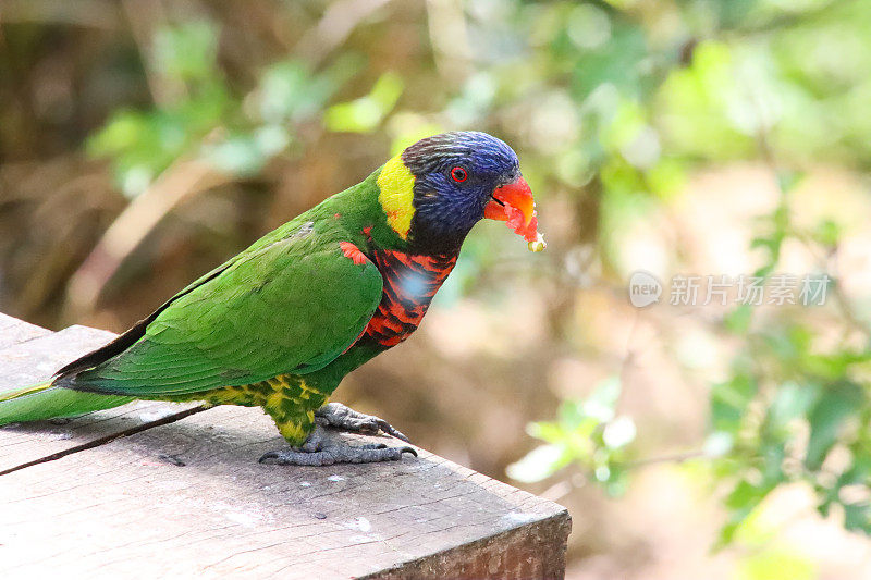 温顺的彩虹鹦鹉(Trichoglossus moluccanus)嘴中的食物，鹦鹉栖息在阳光下的木甲板上，重点在前景